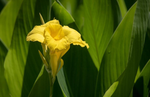 Canna Flaccida is native to the wetlands of southeastern USA