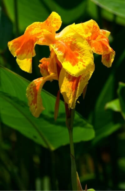 Canna Glauca are either pale yellow or pale orange