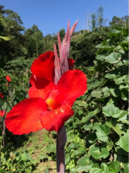 Canna Indica's flowers are magenta, scarlet and bright yellow