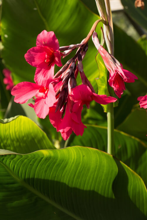 Canna Iridiflora has large hanging flowers in shades of pink to red
