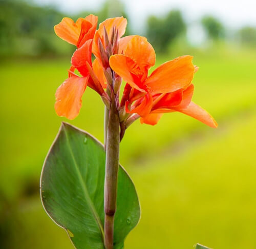 Canna Jaegeriana's flowers are usually curved and small, with an orange colour, and the leaves are very large with an oblong shape