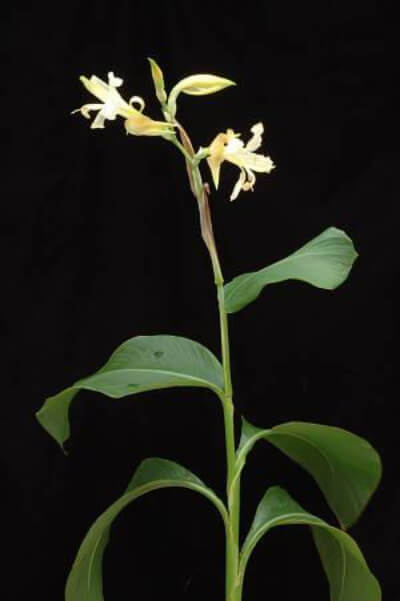 Canna Liliiflora originated in Peru and Bolivia
