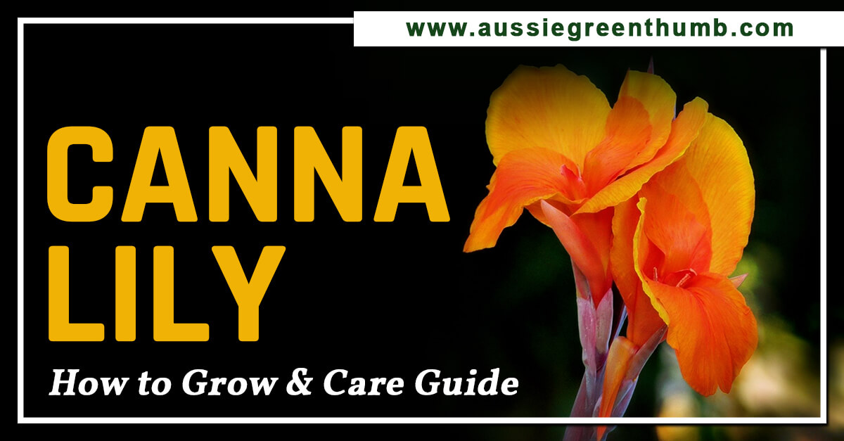 Canna Lily – How to Grow and Care Guide