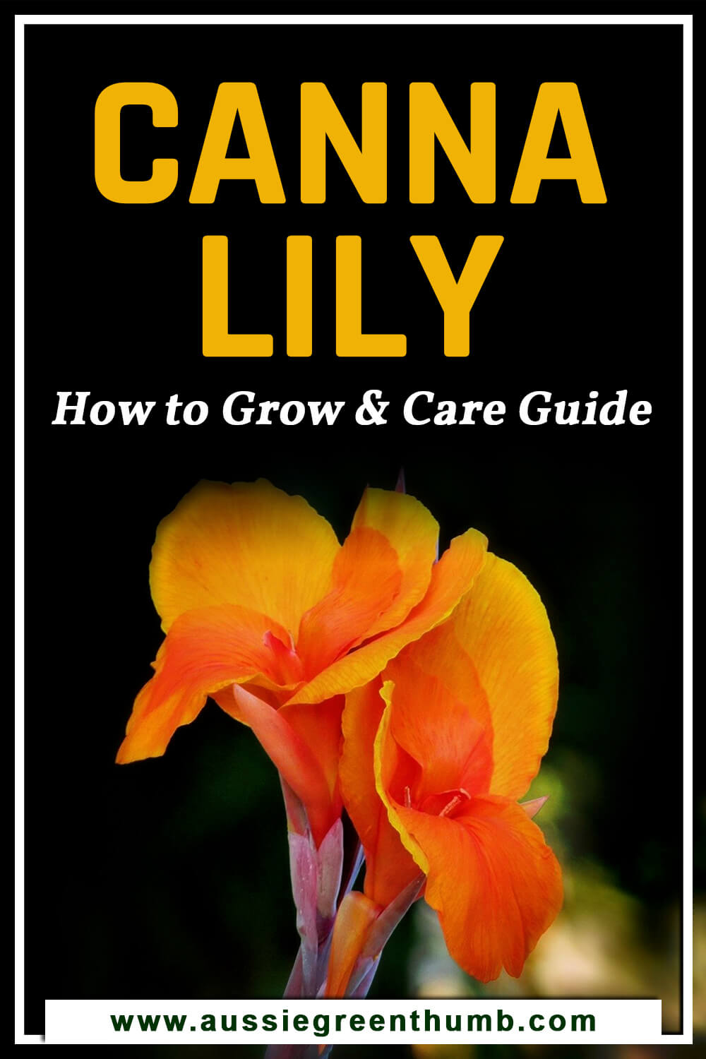 Canna Lily – How to Grow and Care Guide