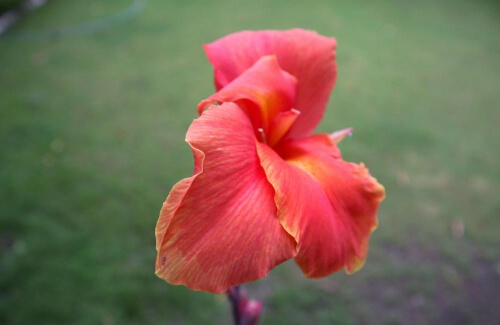 Canna Paniculata is native to Southern Mexico, Costa Rica, and tropical South America