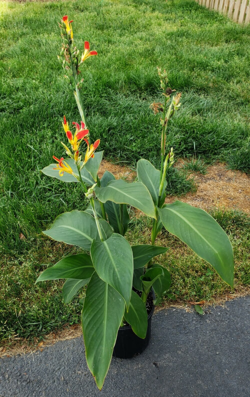 Canna Patens has flowers with mostly red petals and a thin yellow outline