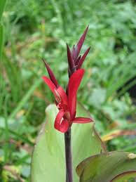 Canna Speciosa has flowers with 2 colours, and shows off lovely scarlet petals