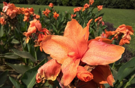 Canna lilies are a popular choice of gift for Father’s Day in Thailand