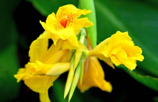 Canna lilies became popular during Victorian times as garden plants