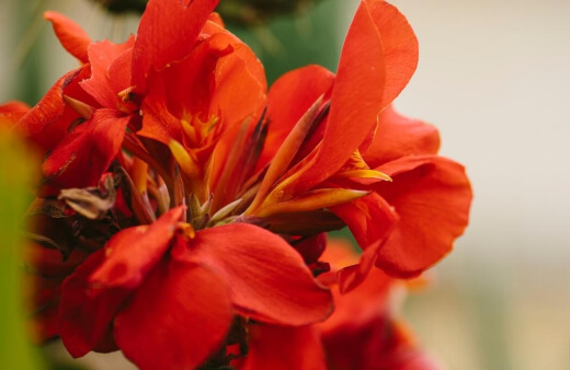 Canna lily has been cultivated by Native Americans in tropical America