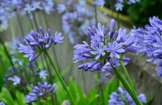 Caring for Agapanthus Plant