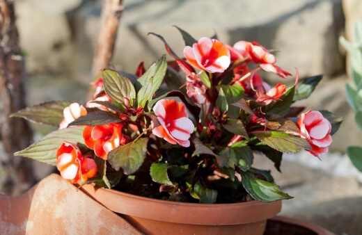 Caring for Begonia