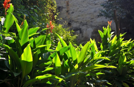 Caring for Canna lily
