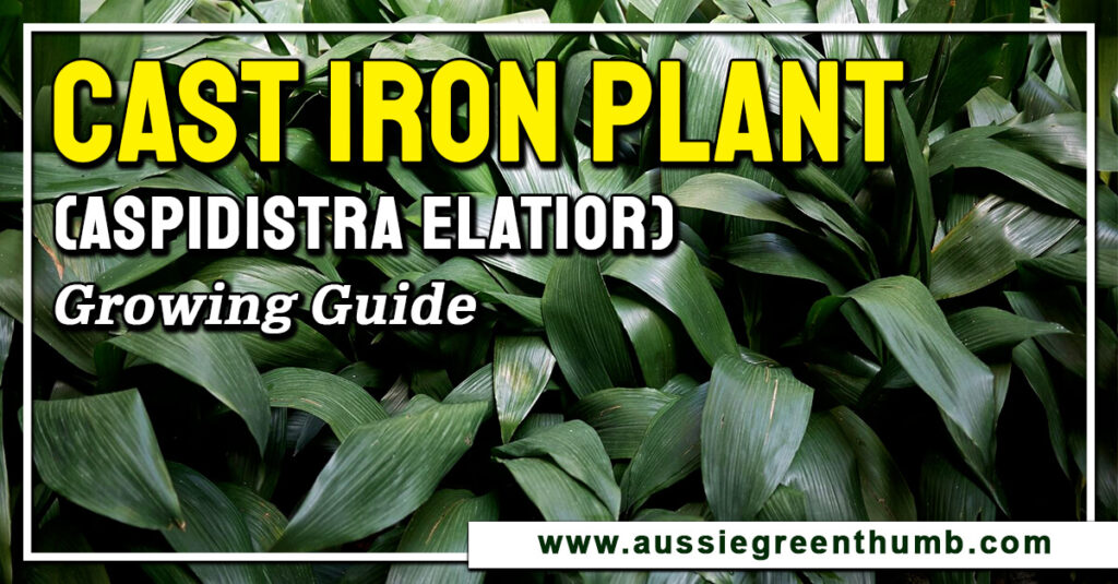 Cast Iron Plant (Aspidistra Elatior) Growing Guide