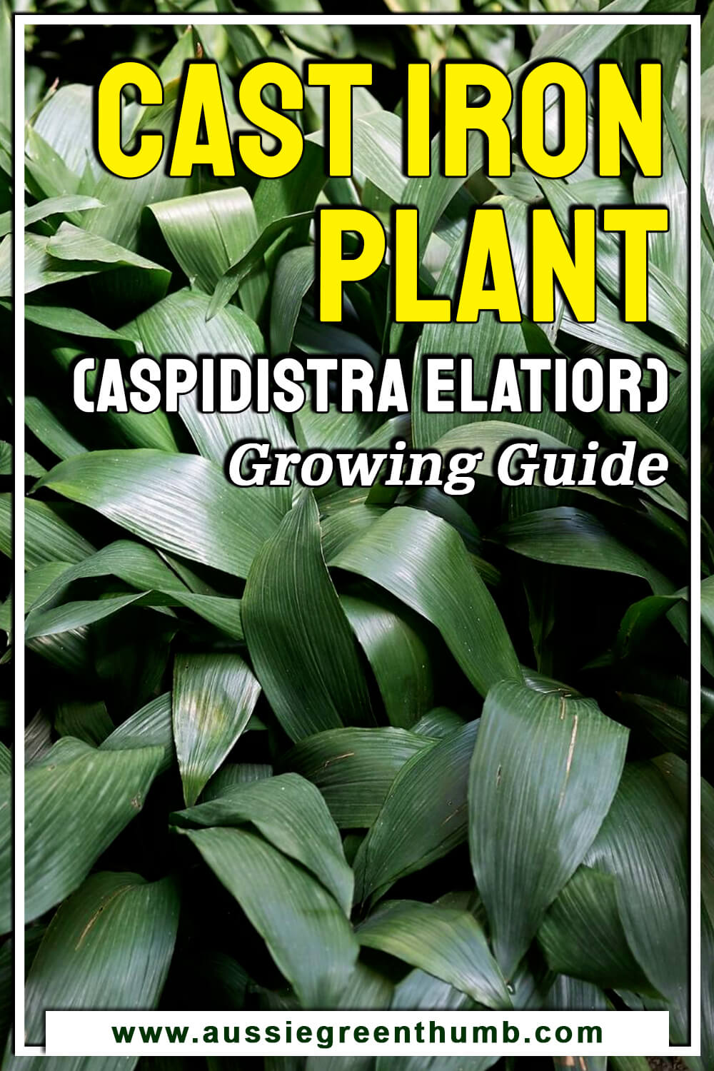 Cast Iron Plant (Aspidistra Elatior) Growing Guide