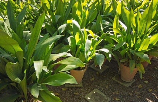 Cast Iron Plant are also known as bar room plants