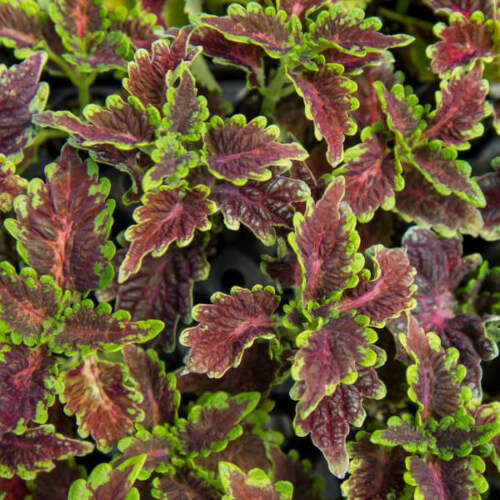 Coleus Burgundy Ruffles is one of the tallest coleus varieties you can grow, and in perfect conditions can reach over 1.5m tall in a single season