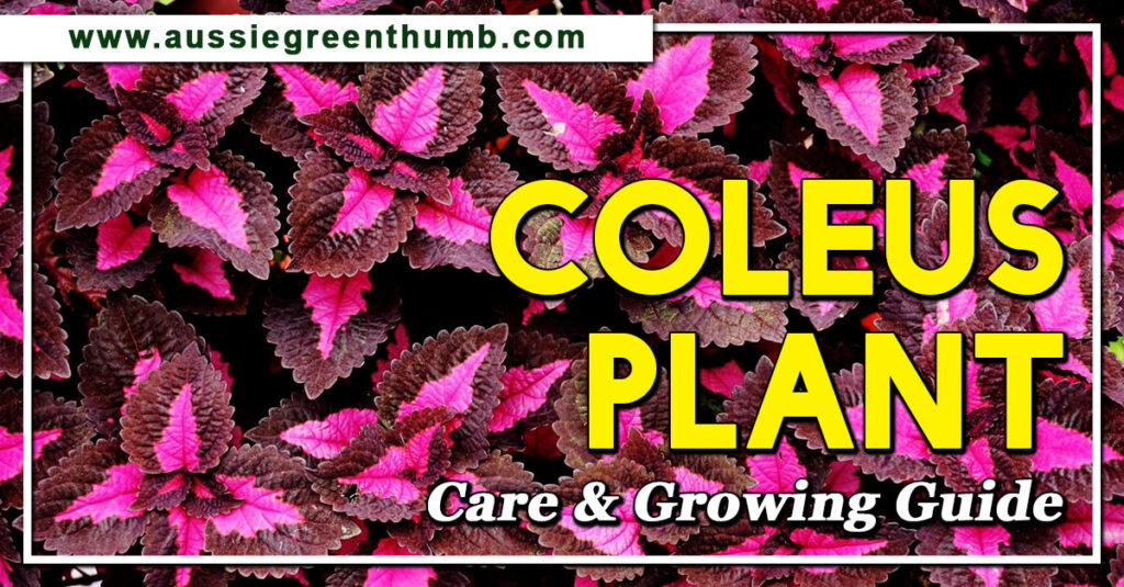 Coleus Plant Care and Growing Guide