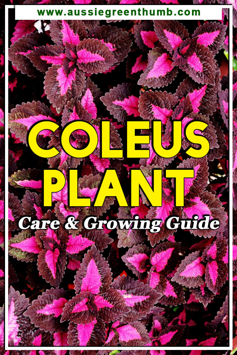 Coleus Plant Care and Growing Guide