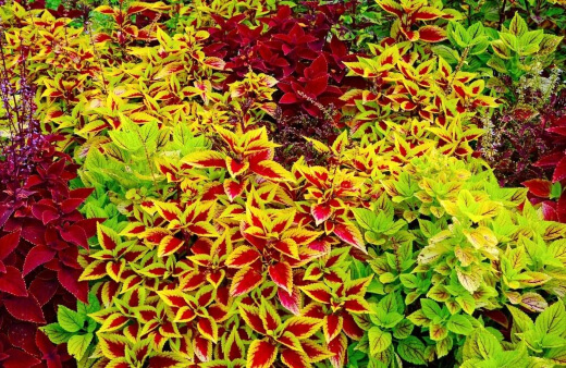 Coleus is native to Southeast Asia but spread to Australia where they grow wild around the warmer parts of the country