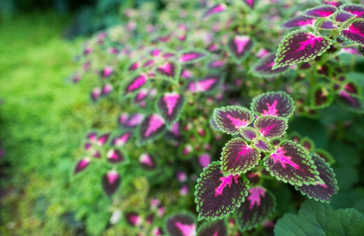 Coleus scutellarioides, despite being called poor man’s croton, and painted nettle, are in fact a mint