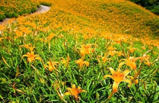 Day lily is native to Asia, specifically eastern Asia, including China, Korea, and Japan