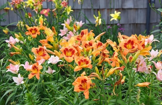 Daylilies are incredibly useful in addition to being low-maintenance and beautiful