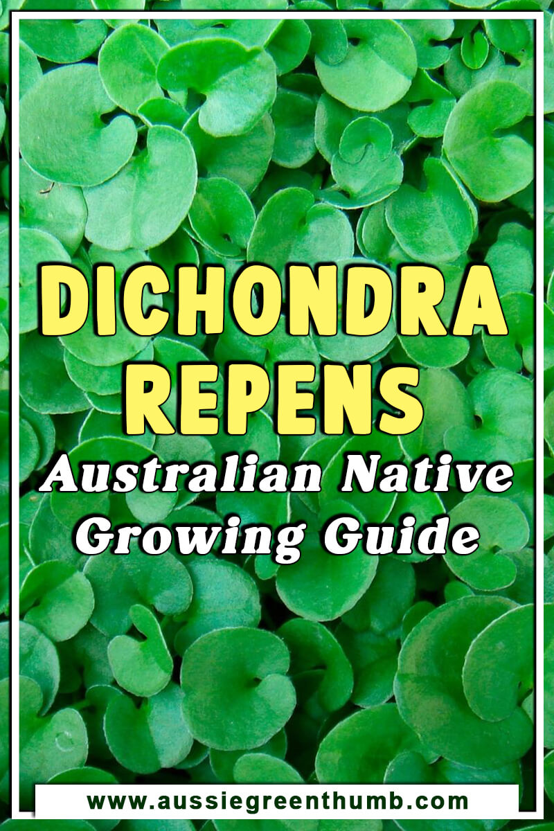 Dichondra Repens Australian Native Growing Guide