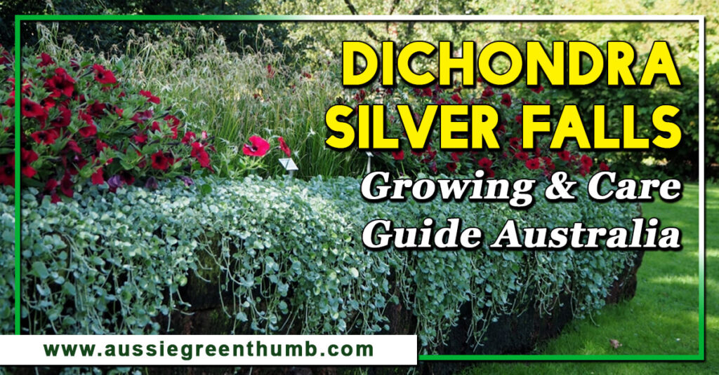 Dichondra Silver Falls Growing & Care Guide Australia