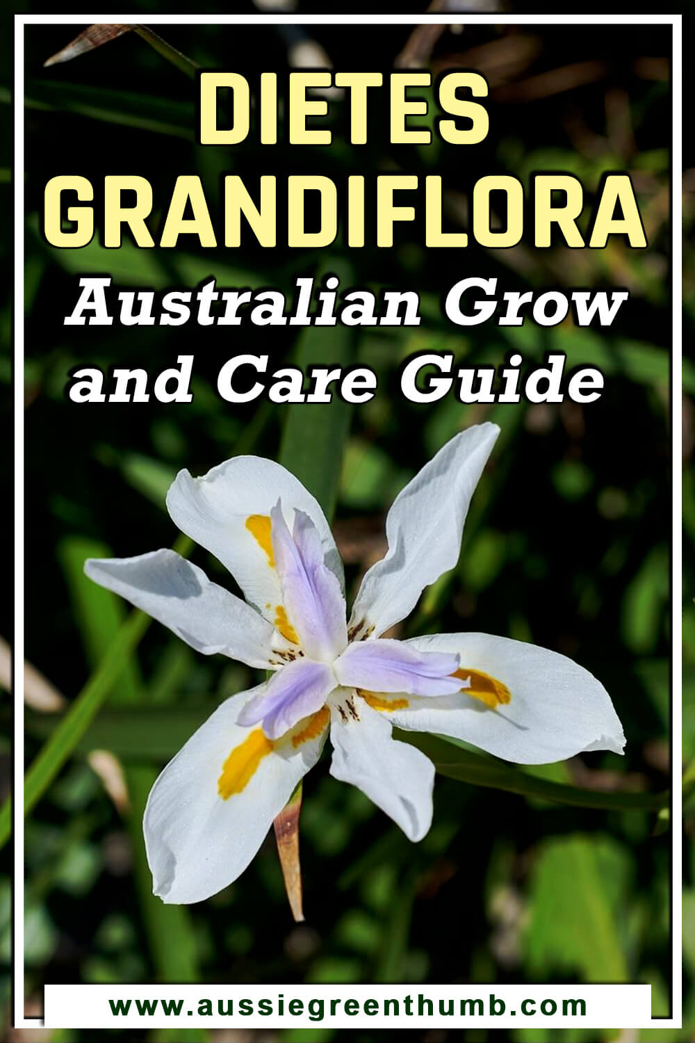 Dietes Grandiflora Australian Grow & Care Guide