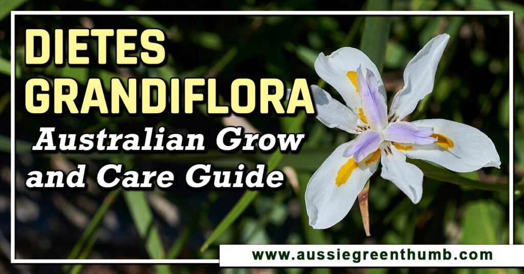 Dietes Grandiflora Australian Grow & Care Guide