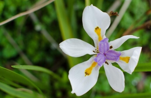 Dietes Grandiflora or large wild iris is one of the better known and most often grown of the dietes species