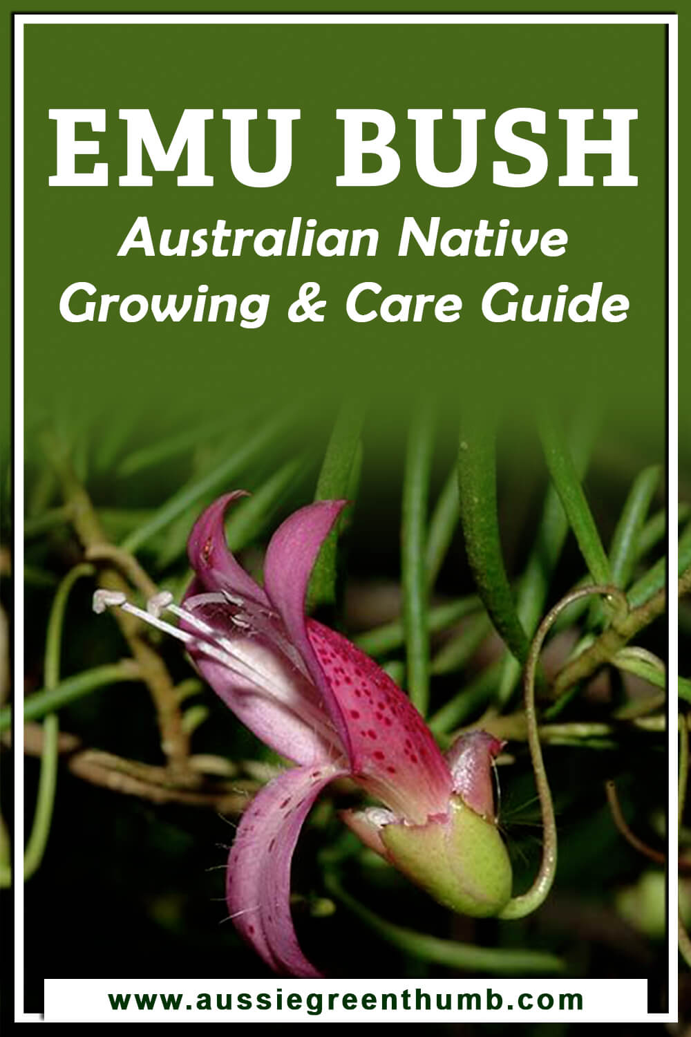 Emu Bush Australian Native Growing & Care Guide