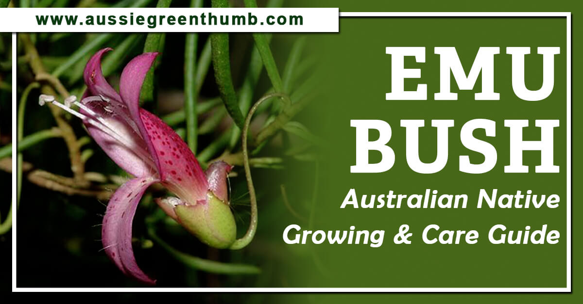 Home Aussie Green Thumb