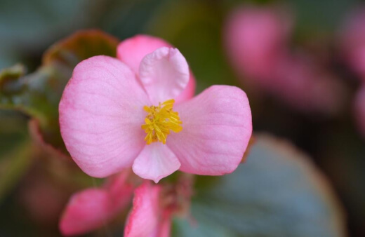 Fibrous Begonias, or wax begonias, are generally sold as annual plants but, in fact, make excellent houseplants