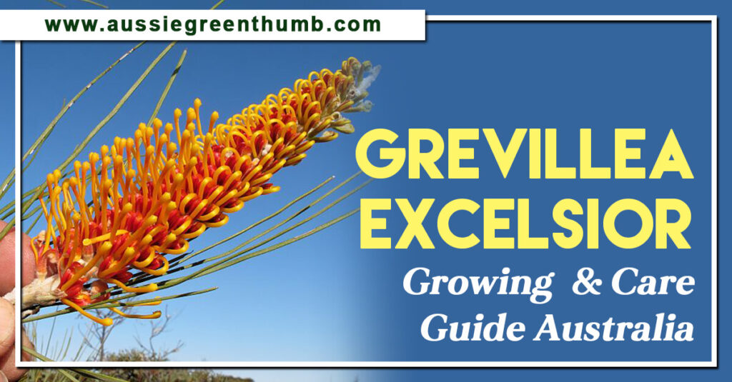 Grevillea Excelsior Growing and Care Guide Australia