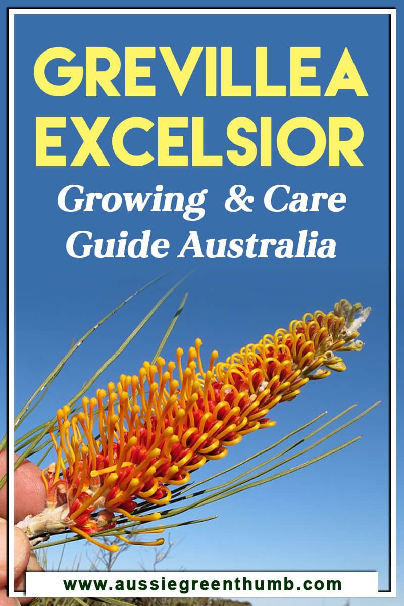 Grevillea Excelsior Growing and Care Guide Australia