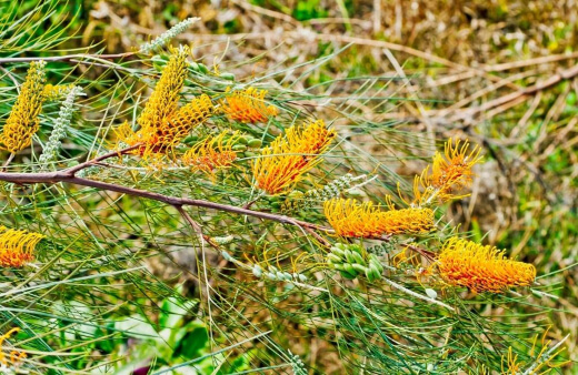 Grevillea Excelsior or Flame Grevillea is a large shrub that forms a part of the Proteaceae family