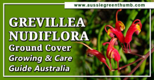 Grevillea Nudiflora Ground Cover Growing and Care Guide Australia