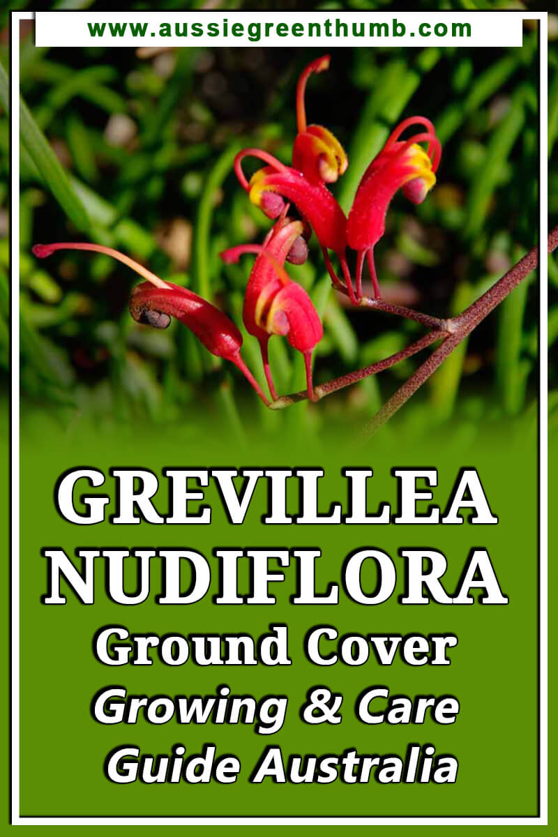 Grevillea Nudiflora Ground Cover Growing and Care Guide Australia