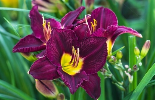 Hemerocallis ‘Bela Lugosi’ is a deep purple-flowered variety