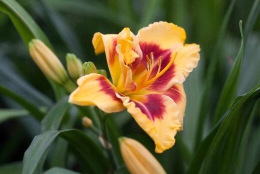 Hemerocallis ‘Henry D Allnutt’ is a hybrid of Hemerocallis ‘Dragon Pinata’ and H. ‘Redneck Riviera’