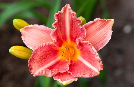 Hemerocallis ‘Fleeting Fancy’ are a creamy orange colour and have red-brown markings towards the middle