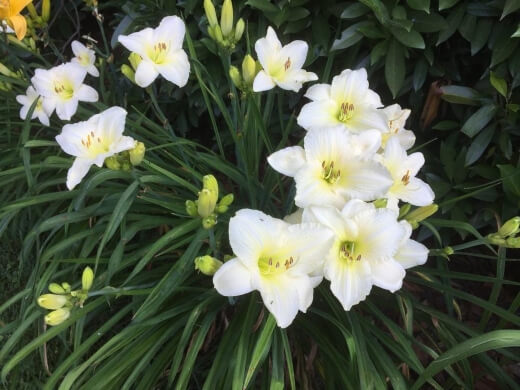 Hemerocallis ‘Joan Senior’ has soft cream flowers that become yellow as the plant matures
