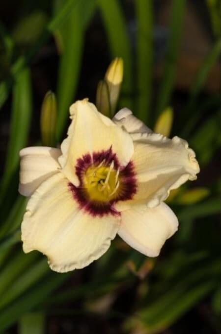 Hemerocallis ‘Piano Man’ has fragrant cream flowers, with shades of plum and green
