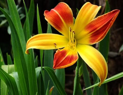 Hemerocallis ‘Red Twister’ is exotic looking, and would look great as an ornamental border