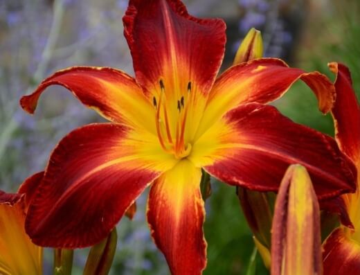 Hemerocallis ‘Ruby Spider’ is a brilliant deep scarlet and petals with bright yellow vein