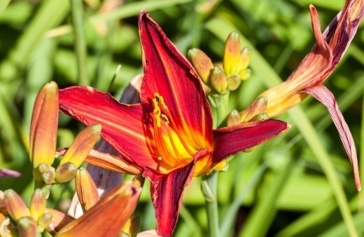 Hemerocallis ‘Stafford’ is very similar to the ‘Ruby Spider’, but its flowers have a much deeper red colour and don’t have a yellow vein