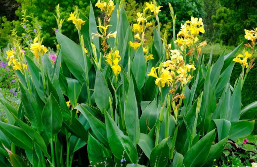 How to Care for Canna Lily