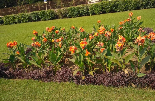 How to Grow Canna Lily